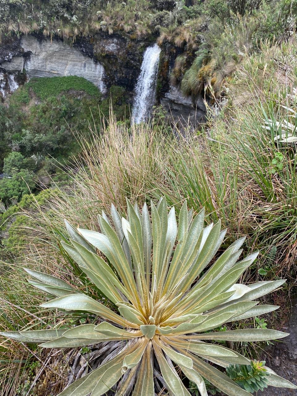 Siembra de Frailejones en Paramos de Colombia en Homenaje Un Frailejon para Conmemorar la Vida de una Persona, Un Lindo Regalo