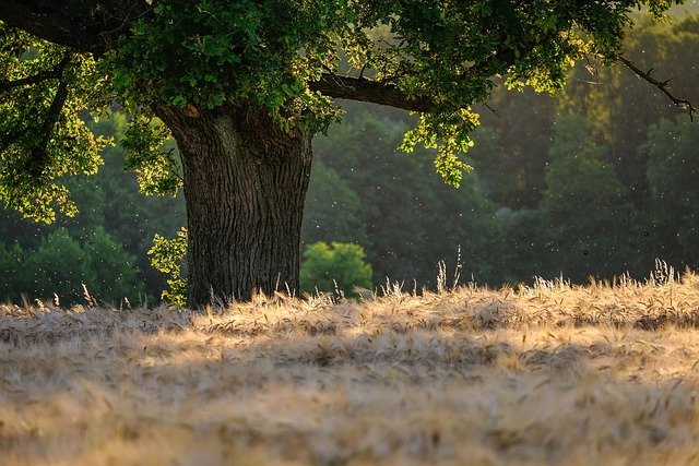 arbol 2