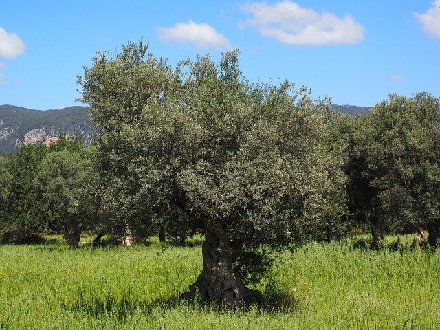 arbol