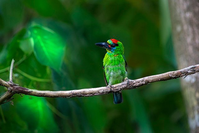 pajaro