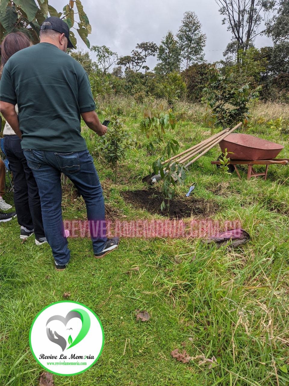 siembra de arboles en homenaje Siembras de Arboles en Bogotá y Medellín