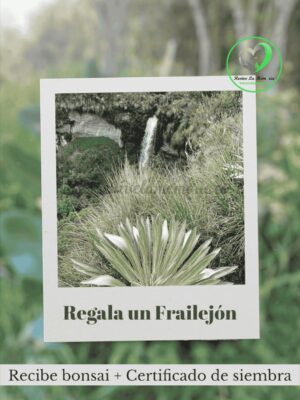 Regala un Frailejon a quien deseas lo mejor, contribuye al planeta