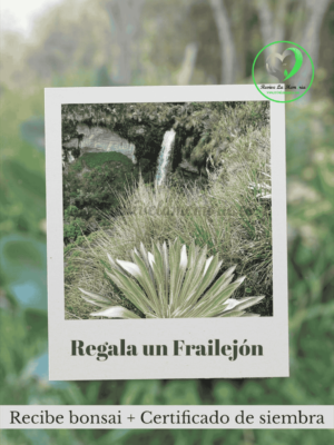 BONSAI + CERTIFICADO DE SIEMBRA FRAILEJON