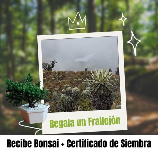 Certificado de Siembra Frailejon, Siembra un Frailejon en un Paramo