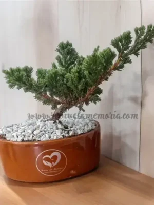 BONSAI DE CONDOLENCIAS
