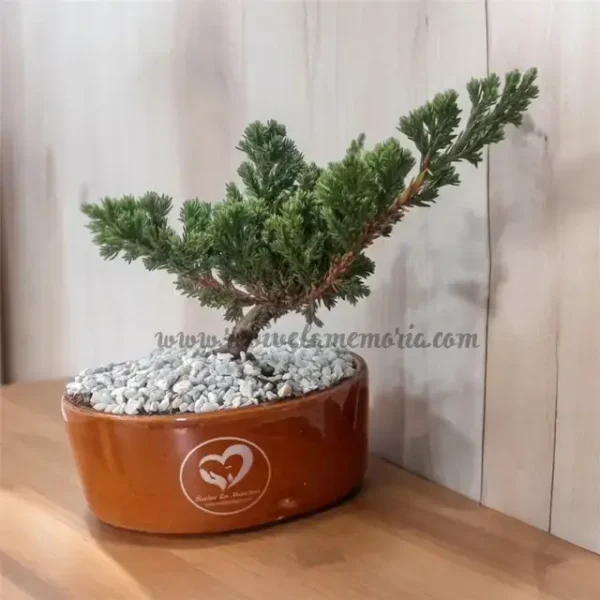 BONSAI DE CONDOLENCIAS