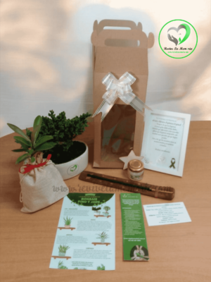 KIT REGALA UN ARBOL + BONSAI