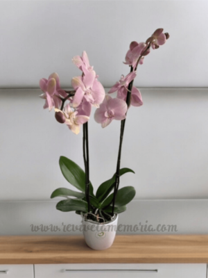 Orquidea Premium + Matera de Cerámica