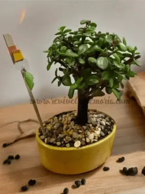 REGALA UNA MARIPOSA, Y BONSÁI
