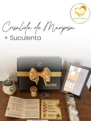 Regala una Mariposa y una suculenta