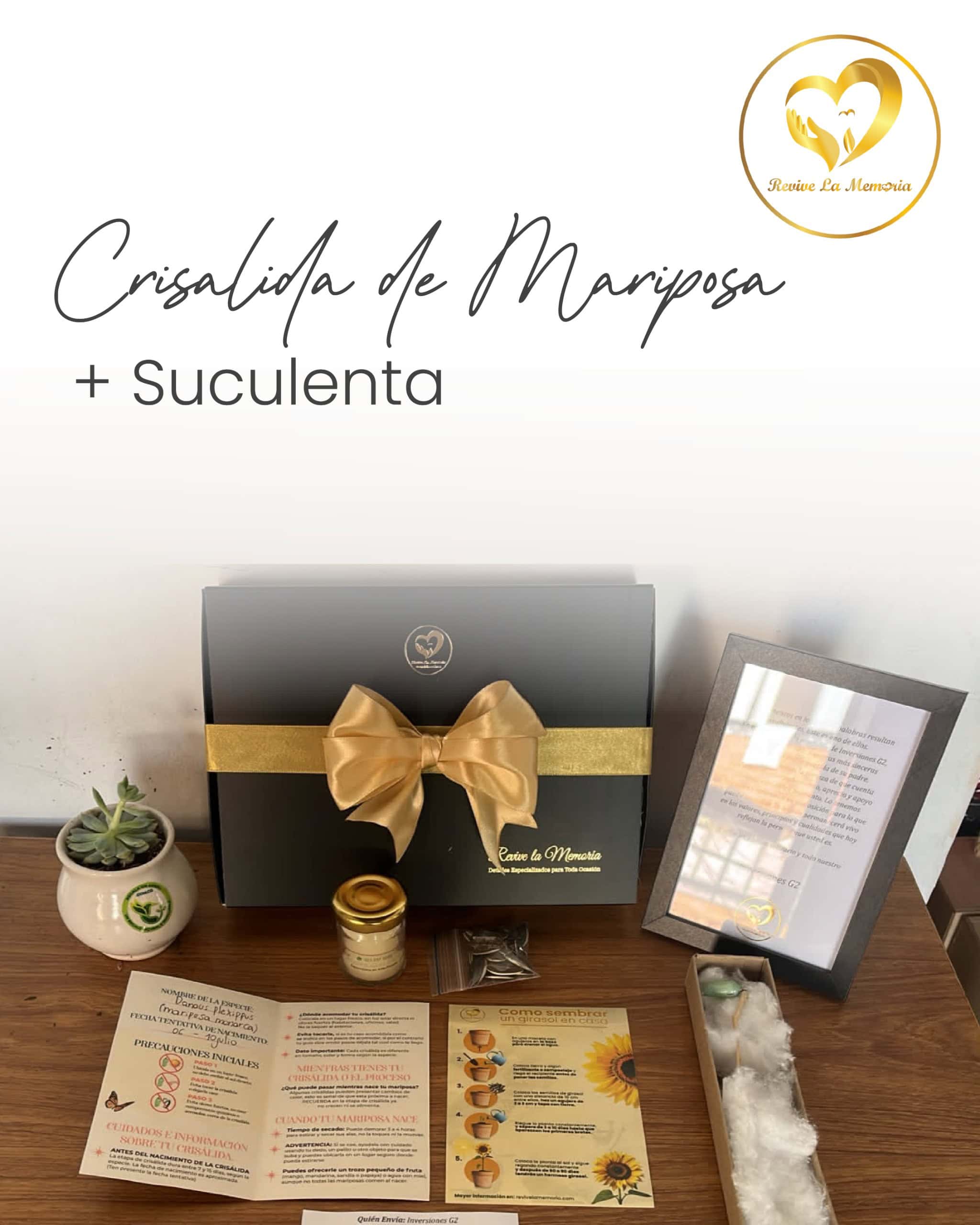 Regala una Mariposa y una suculenta o bonsái